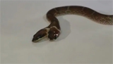 Rare two-headed wolf snake found in Gujarat, first such case in state